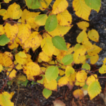 Yellow and green leaves with brown spots growing on branches beside rocks