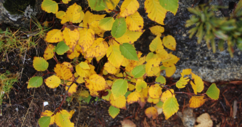 Yellow and green leaves with brown spots growing on branches beside rocks