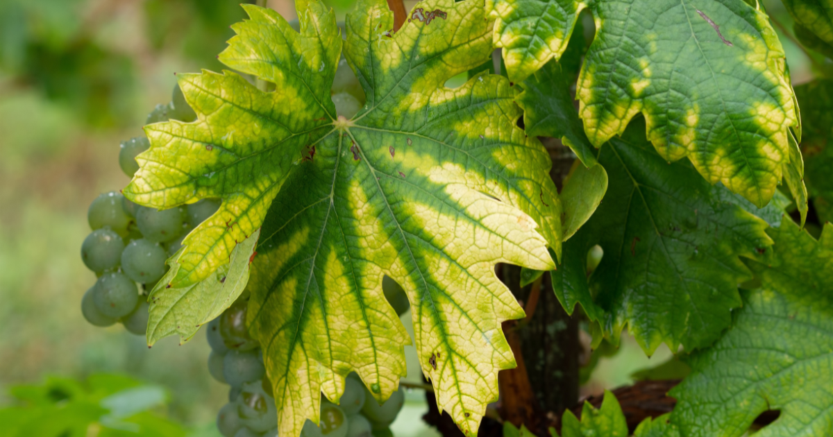 Grape leaves showing yellow areas between green veins beside a cluster of unripe grapes