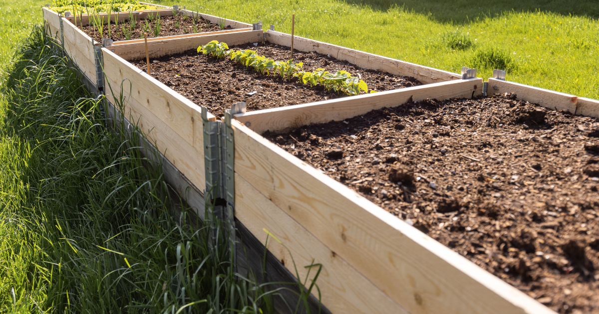 Wooden raised beds with young vegetable plants and exposed garden soil