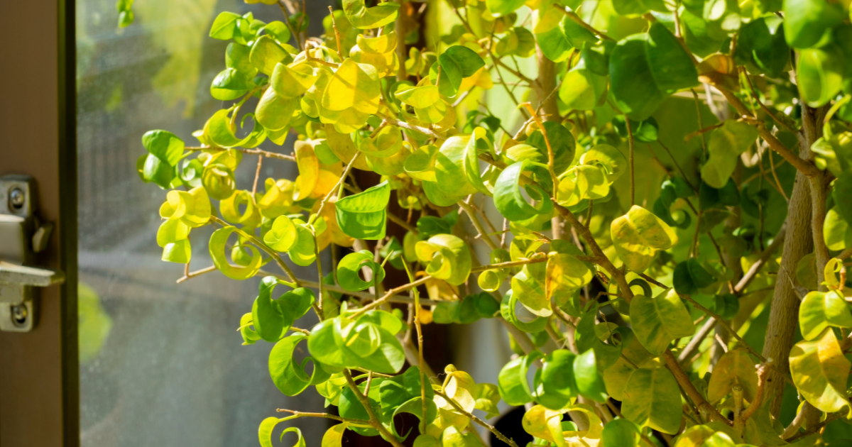 Yellow and green leaves on a branching indoor plant beside a sunlit glass door