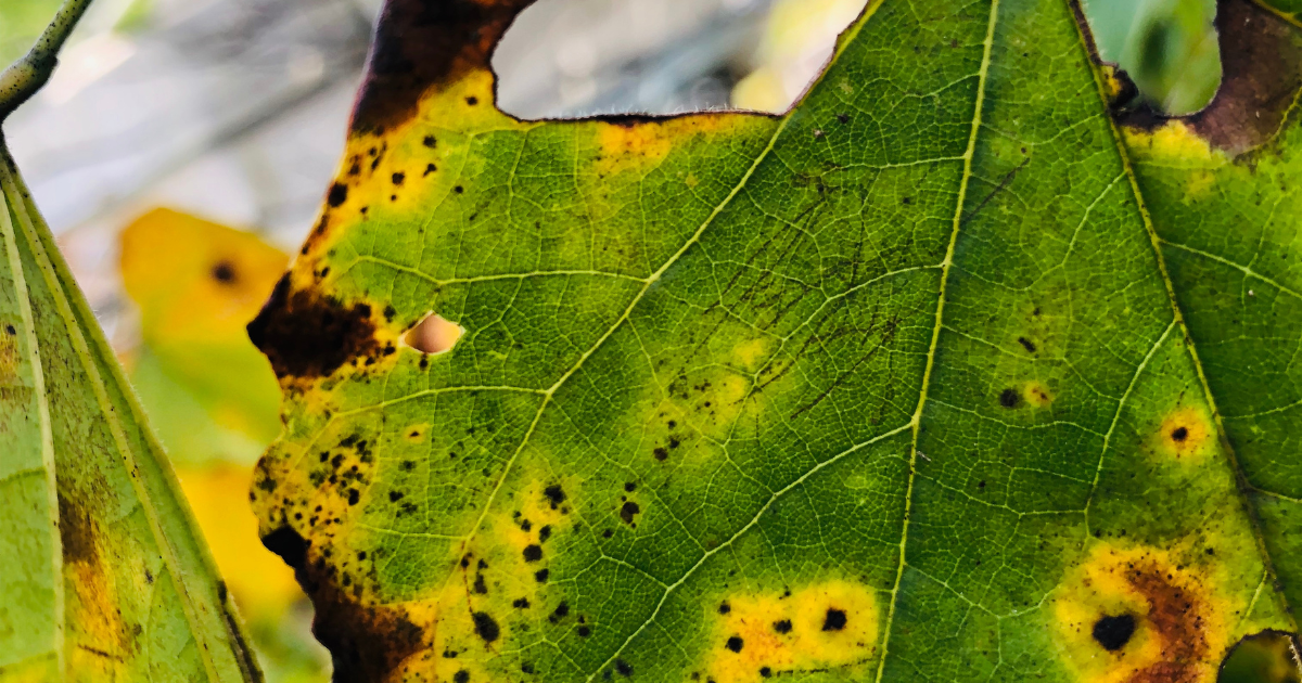 Close-up of a green leaf with dark spots, yellow margins and brown damaged edges