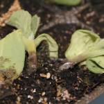 Wilted seedlings lying on the surface of potting mix in a rectangular planter