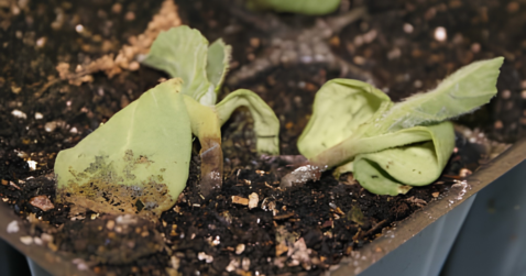Wilted seedlings lying on the surface of potting mix in a rectangular planter