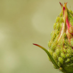 Green aphids clustered on a rose bud and its tender new growth