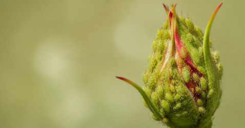 Green aphids clustered on a rose bud and its tender new growth