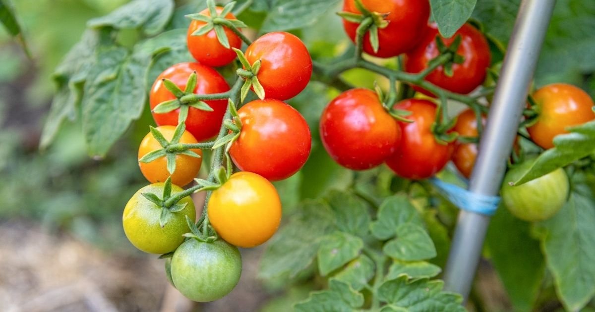 Clusters of green, yellow and red cherry tomatoes ripening on a supported vine