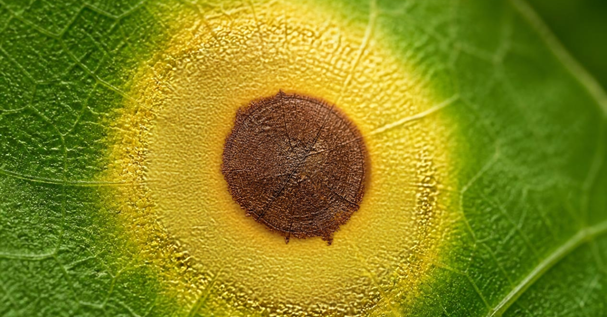Spider mite and webbing on the speckled underside of a plant leaf