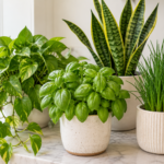 Pothos, basil, snake plant, and chives grouped together on a kitchen counter