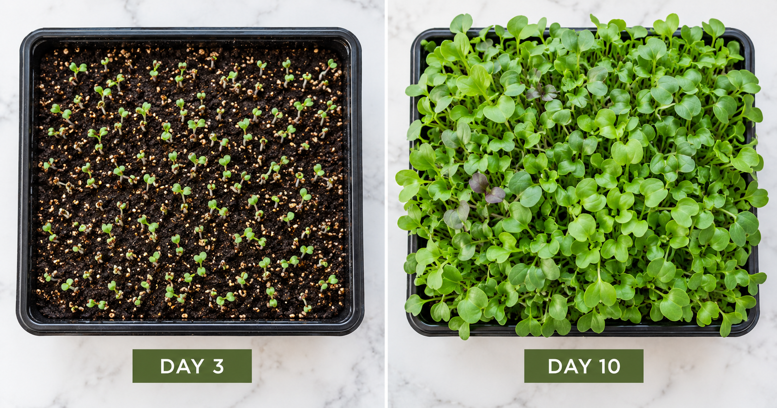 Small potted herbs lined up on a sunny windowsill under a grow light