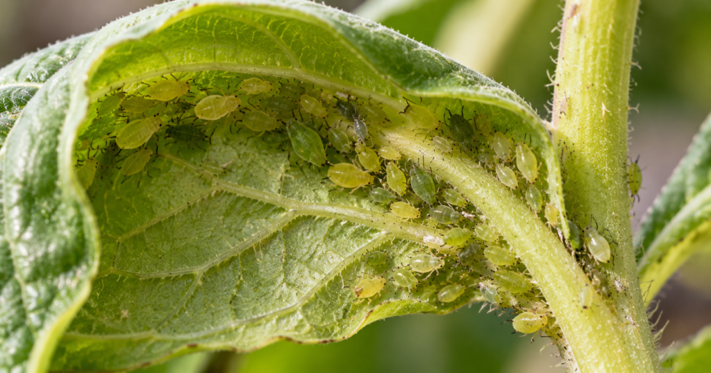 Drooping curled leaf with brown edges above dry, cracked potting soil