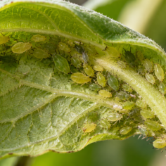 Drooping curled leaf with brown edges above dry, cracked potting soil