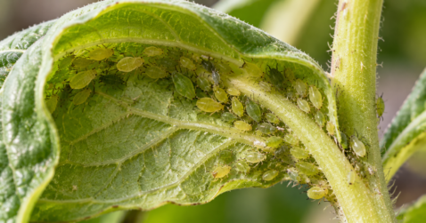 Drooping curled leaf with brown edges above dry, cracked potting soil