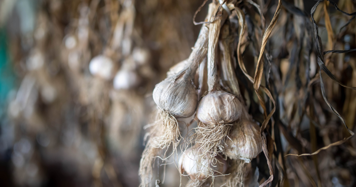 Bundles of garlic bulbs with dried stalks hanging upside down to cure