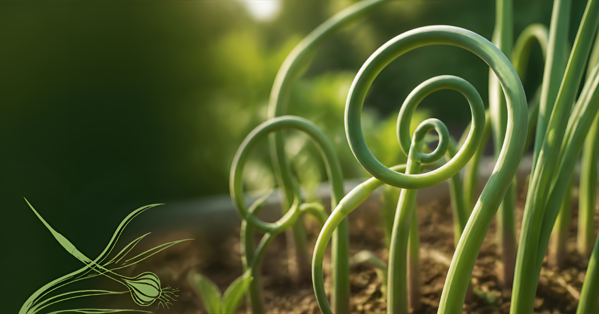 Curling green garlic scapes spiraling above a bed of young garlic plants
