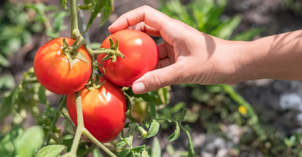 Hand picking a ripe red tomato from a cluster on the vine