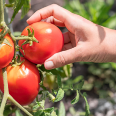 Hand picking a ripe red tomato from a cluster on the vine