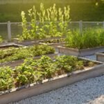 Raised wooden vegetable beds with leafy crops and gravel paths in a sunny garden