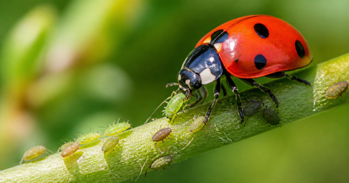 Red ladybug feeding among green and brown aphids on a plant stem