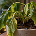Overwatered houseplant with drooping, glossy yellow-green leaves in wet soil