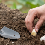 Hand planting an individual garlic clove into dark garden soil beside a trowel