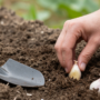 Hand planting an individual garlic clove into dark garden soil beside a trowel