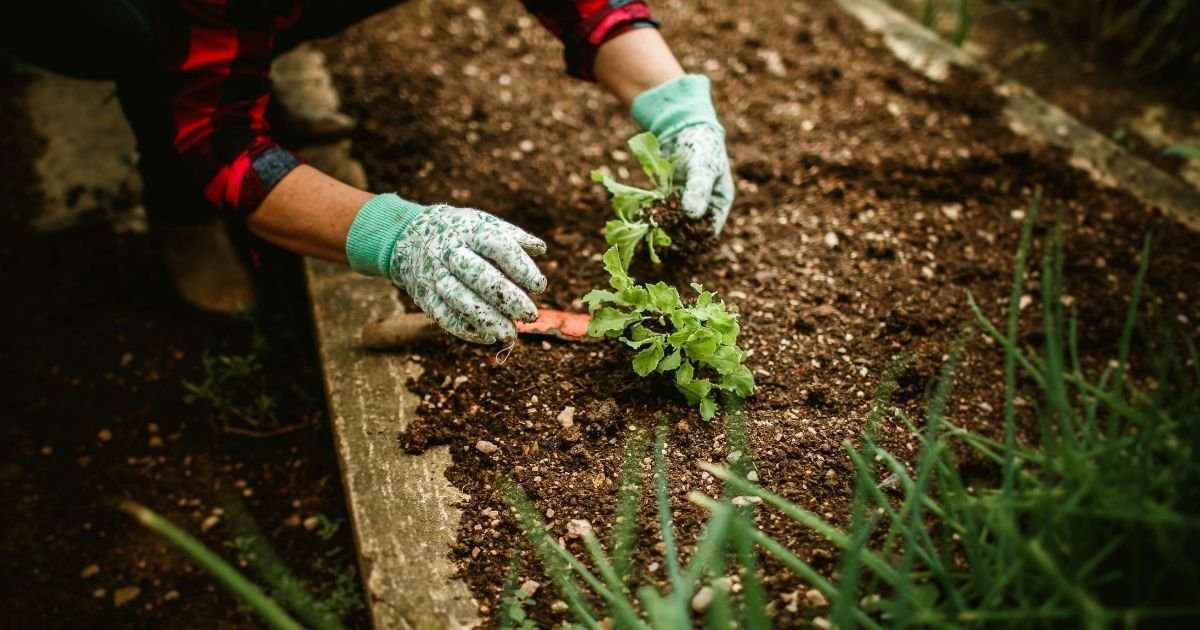 Gardener wearing green gloves planting a seedling in prepared garden soil