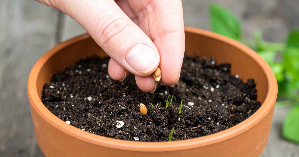 Hand placing a seed in a terracotta pot beside emerging green sprouts