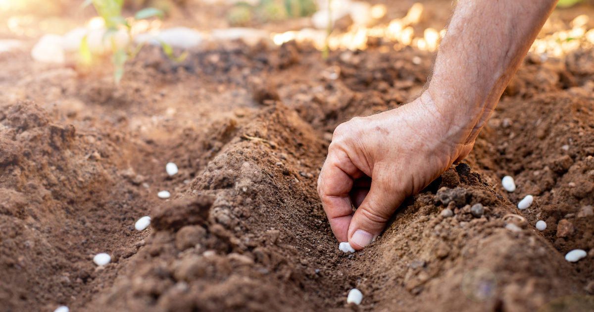 Hand sowing white seeds in a shallow furrow of prepared soil