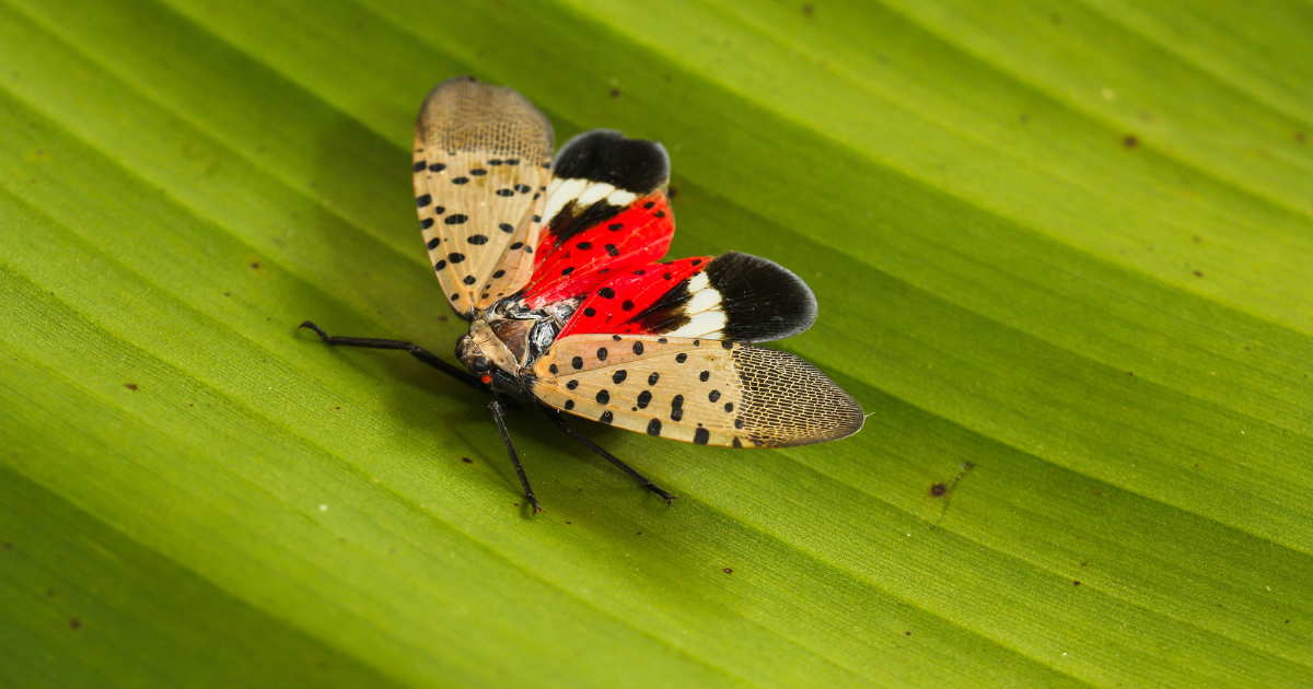 Adult spotted lanternfly displaying red and black hindwings on a green leaf