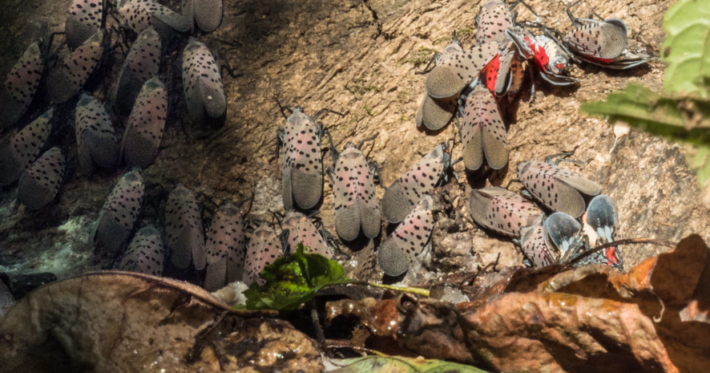 Cluster of adult spotted lanternflies with spotted gray forewings on a tree trunk