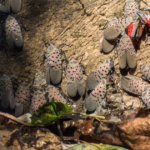 Cluster of adult spotted lanternflies with spotted gray forewings on a tree trunk