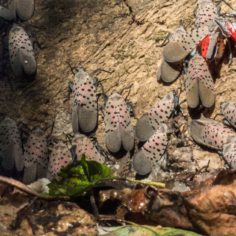 Cluster of adult spotted lanternflies with spotted gray forewings on a tree trunk