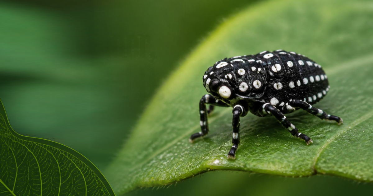 Black spotted lanternfly nymph with white spots on a green leaf