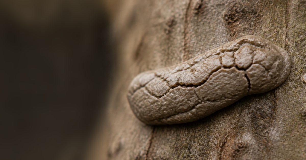 Cracked, gray-brown spotted lanternfly egg mass attached to tree bark