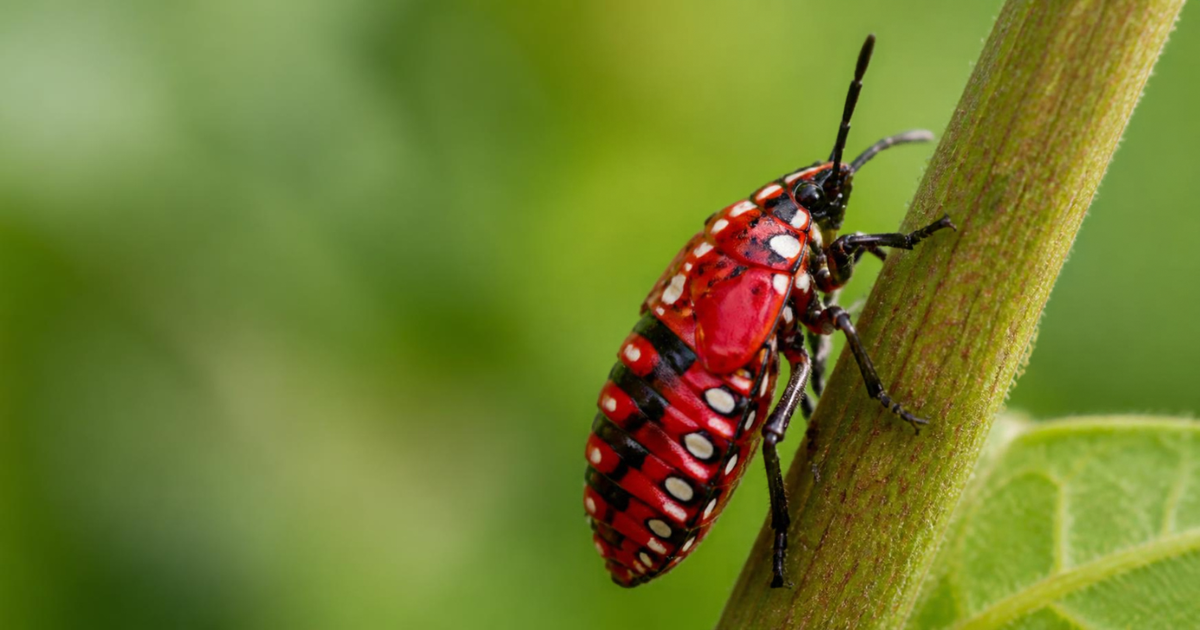 Red and black spotted lanternfly nymph with white spots on a green stem