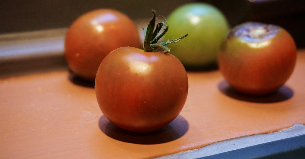 Ripe red, unripe green, and overripe tomatoes lined up for comparison