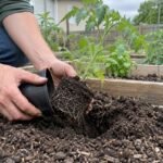 Gardener removing a young tomato plant from its nursery pot beside a raised garden bed