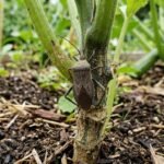 A grayish-brown adult squash bug resting on a green plant stem.