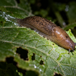 Brown garden slug on a leaf riddled with irregular chewed holes