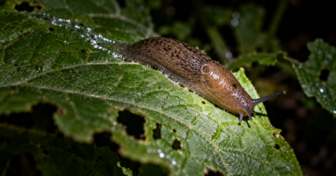 Brown garden slug on a leaf riddled with irregular chewed holes