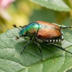 Metallic green and copper Japanese beetle resting on a green rose leaf.