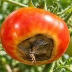 Close-up of a ripe tomato with a dark, sunken blossom end rot patch growing on the vine.
