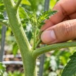 Fingers pinching off a small sucker growing between the main stem and branch of a tomato plant.
