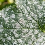 Close-up of a green squash leaf coated in white, powdery fungal patches.