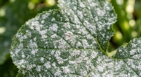 Close-up of a green squash leaf coated in white, powdery fungal patches.