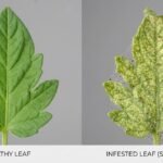 Side-by-side comparison of a healthy green leaf and a pale, stippled leaf damaged by spider mites.