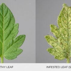 Side-by-side comparison of a healthy green leaf and a pale, stippled leaf damaged by spider mites.