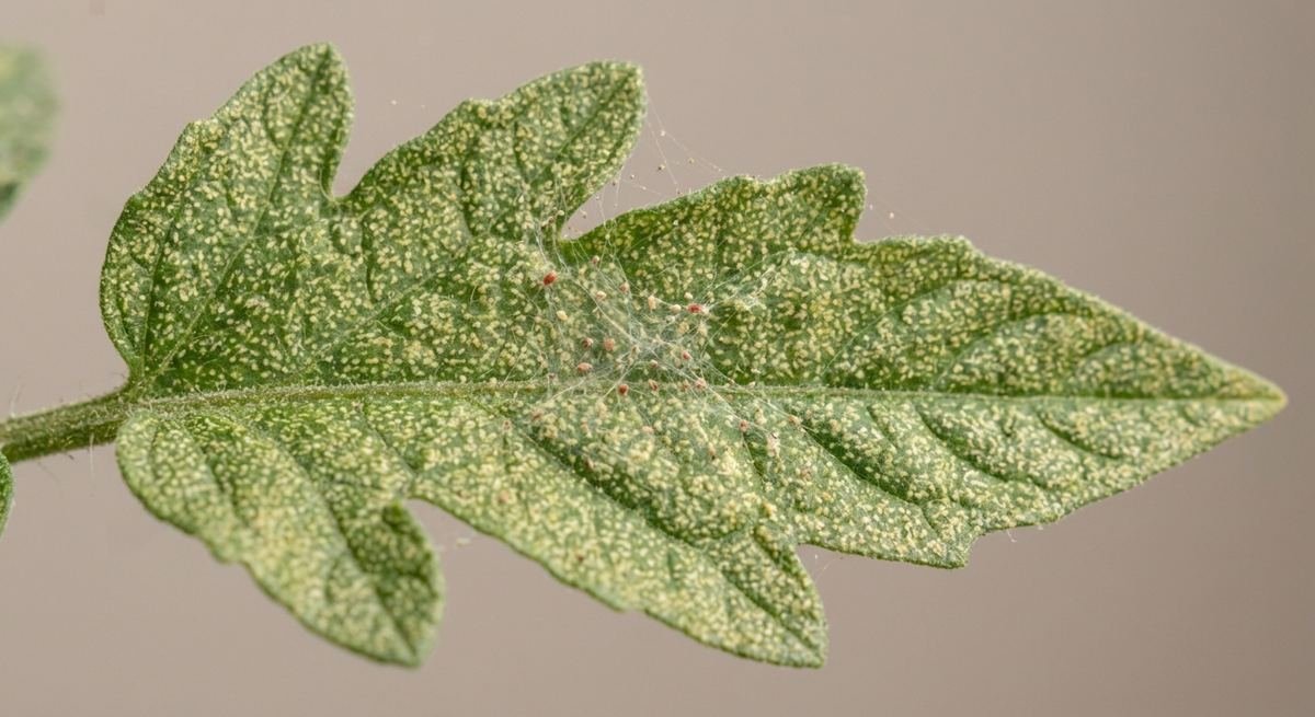 Green tomato leaf covered with pale yellow stippling from spider mite feeding.